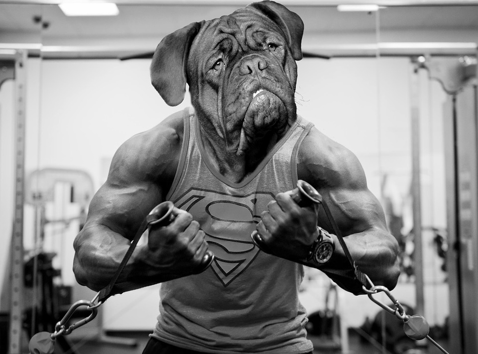 Muscle man with bulldog face