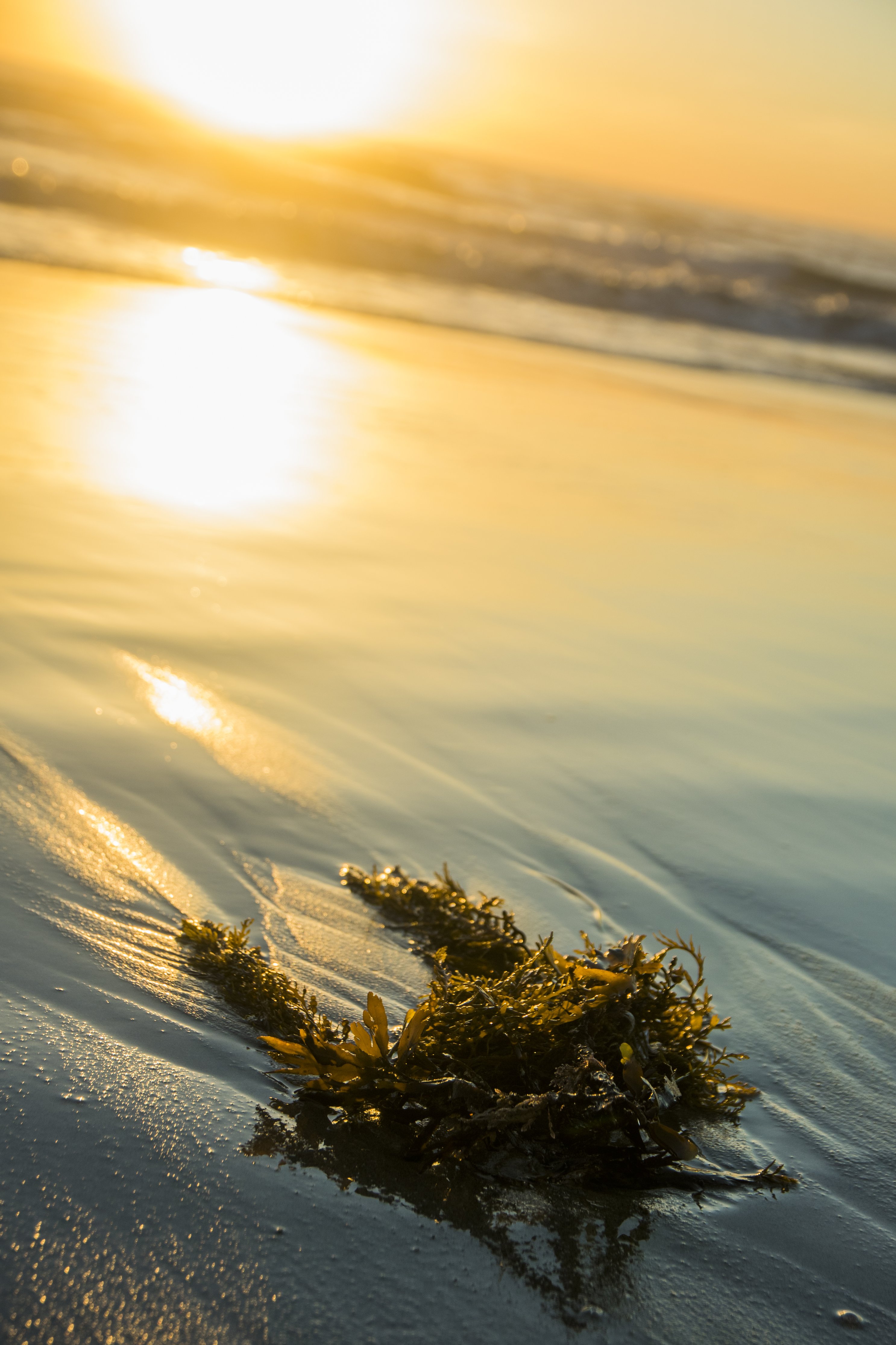 washed-up-seaweed